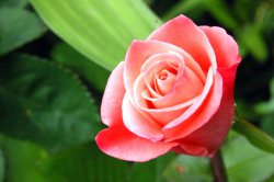 Как вырастить розу из черенка?