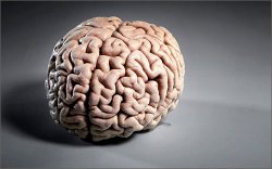 За что отвечает левое и правое полушарие головного мозга?