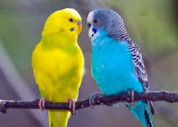 Как научить волнистого попугая говорить?