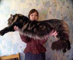 Самая большая кошка в мире