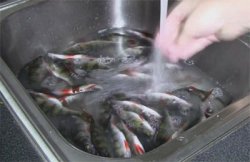 Копчение рыбы в домашних условиях