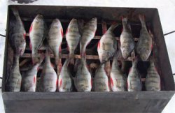 Копчение рыбы в домашних условиях
