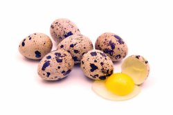 Польза и вред перепелиных яиц