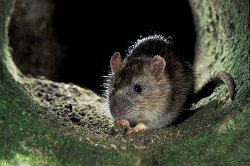 Как вывести крыс из дома?