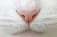Почему у кота сухой и горячий нос?