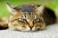 Чумка у кошек: симптомы, лечение