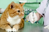 Чумка у кошек: симптомы, лечение
