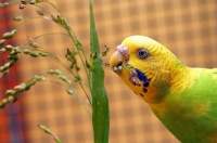 Чем кормить волнистого попугая?