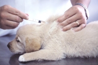 Чумка у собак: симптомы и лечение
